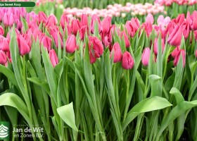 Tulipa Sweet Rosy (2)